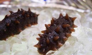 怎样的海参才是好海参