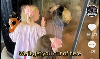 丫丫回国先到上海检疫 丫丫回国先到上海检疫