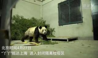 丫丫回国先到上海检疫 丫丫回国先到上海检疫