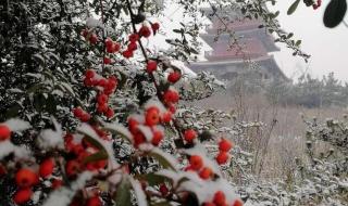 河南下雪最新情况今天